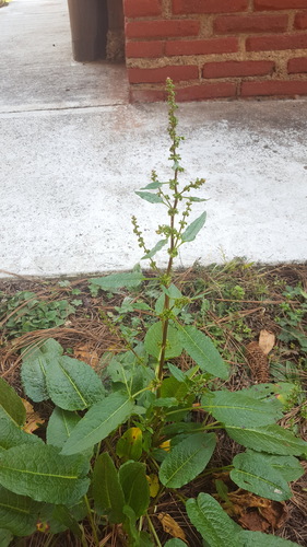 Bitter dock (Rumex obtusifolius)