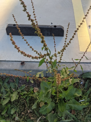 Bitter dock (Rumex obtusifolius)