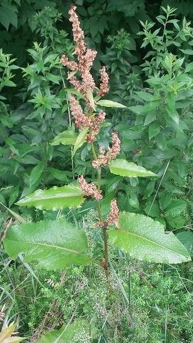 Bitter dock (Rumex obtusifolius)