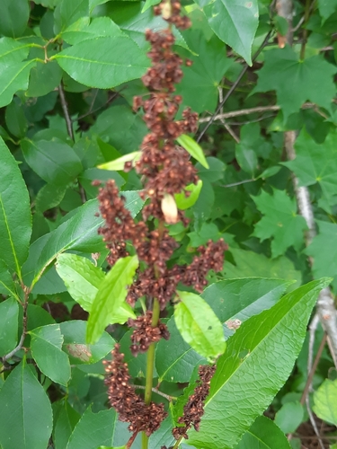 Bitter dock (Rumex obtusifolius)