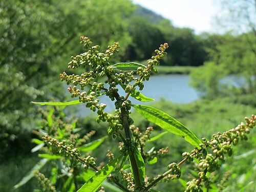 Bitter dock: Stumpfblättriger Ampfer ( Rumex obtusifolius ) an der Saar in Saarbrücken