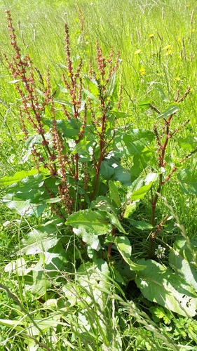 Bitter dock (Rumex obtusifolius)