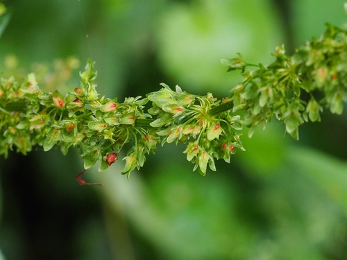 Bitter dock (Rumex obtusifolius)