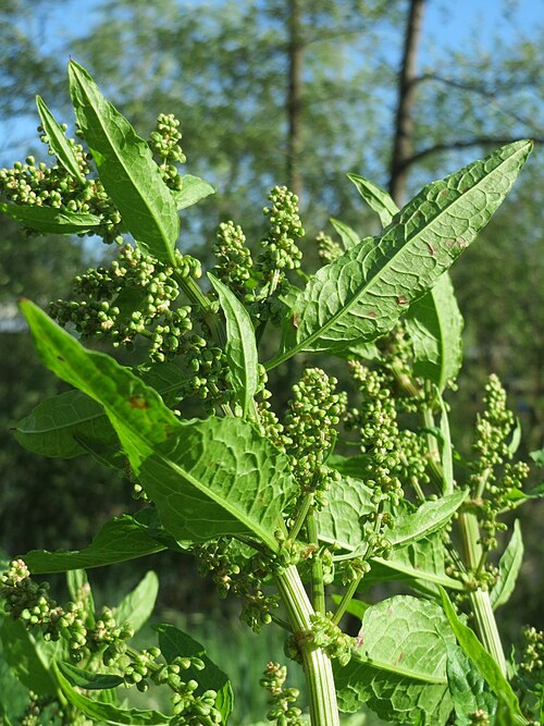 Bitter dock: Stumpfblättriger Ampfer ( Rumex obtusifolius ) an der Saar in Saarbrücken