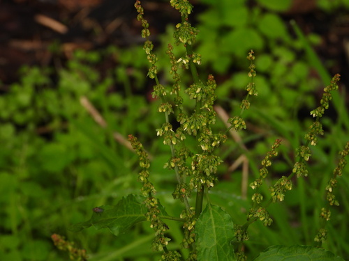 Bitter dock (Rumex obtusifolius)