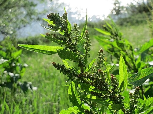 Bitter dock: Stumpfblättriger Ampfer ( Rumex obtusifolius ) an der Saar in Saarbrücken