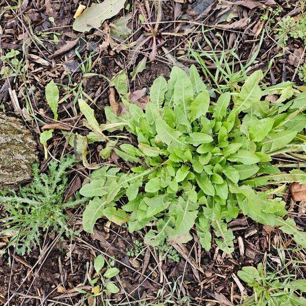 Patience dock (Rumex patientia)