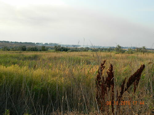 Patience dock (Rumex patientia)