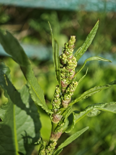 Patience dock (Rumex patientia)