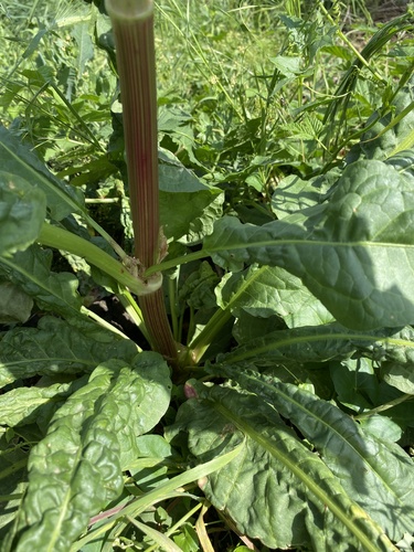 Patience dock (Rumex patientia)