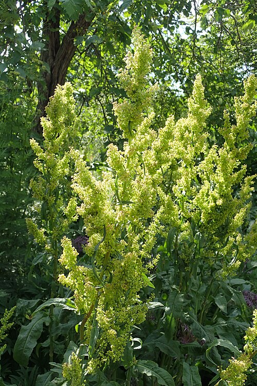 Patience dock: Rumex patientia in the Botanischer Garten, Berlin-Dahlem