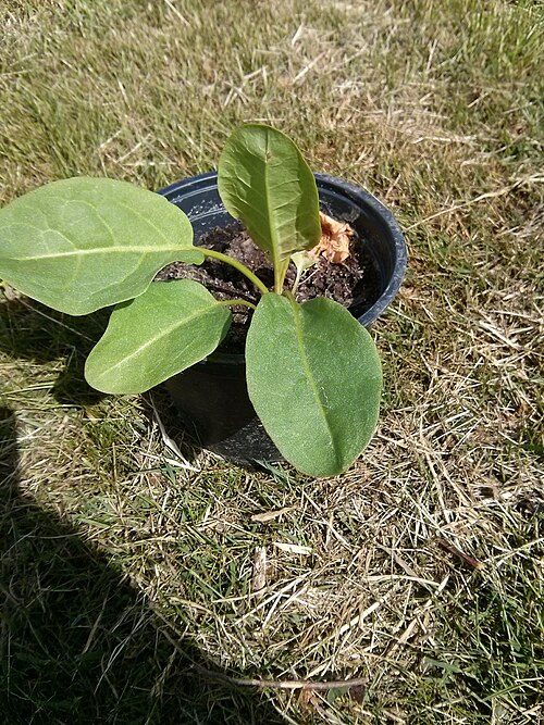 Patience dock: A young Rumex patientia plant in a pot.