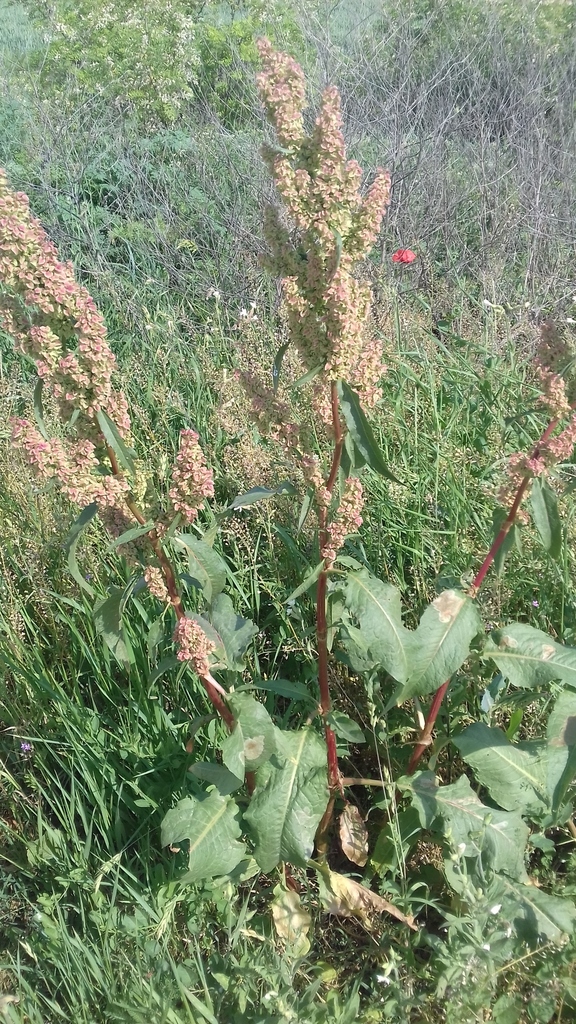 Patience dock (Rumex patientia)