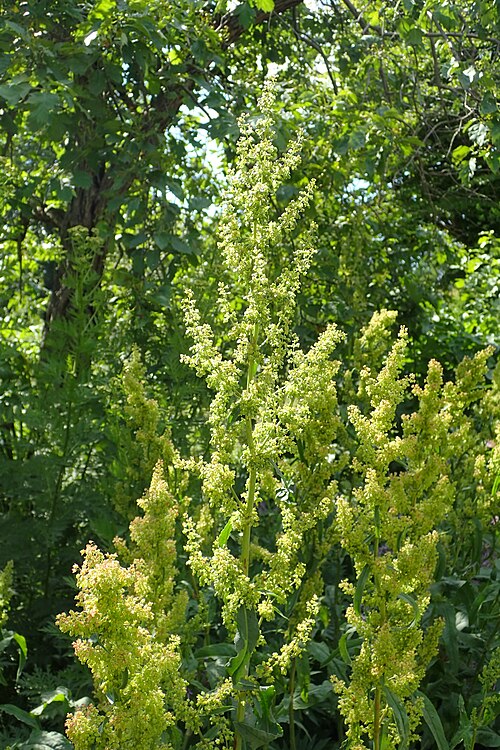 Patience dock: Rumex patientia in the Botanischer Garten, Berlin-Dahlem