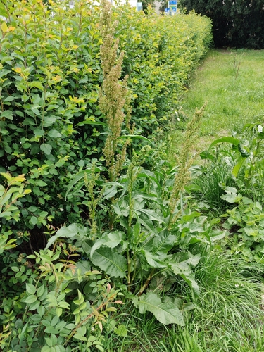 Patience dock (Rumex patientia)