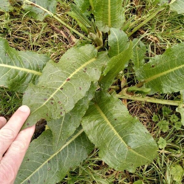 Patience dock (Rumex patientia)