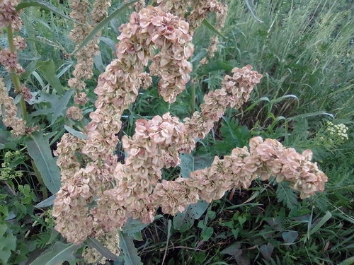 Patience dock (Rumex patientia)