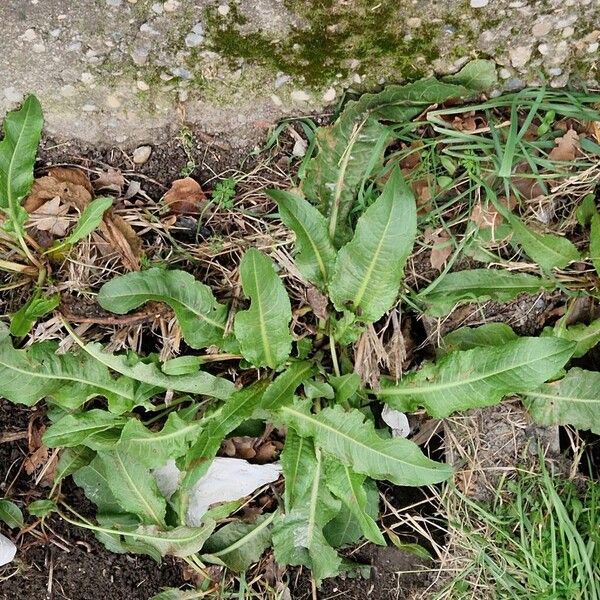 Patience dock (Rumex patientia)