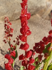 Bladder dock (Rumex vesicarius)