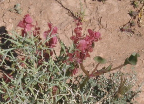 Bladder dock (Rumex vesicarius)
