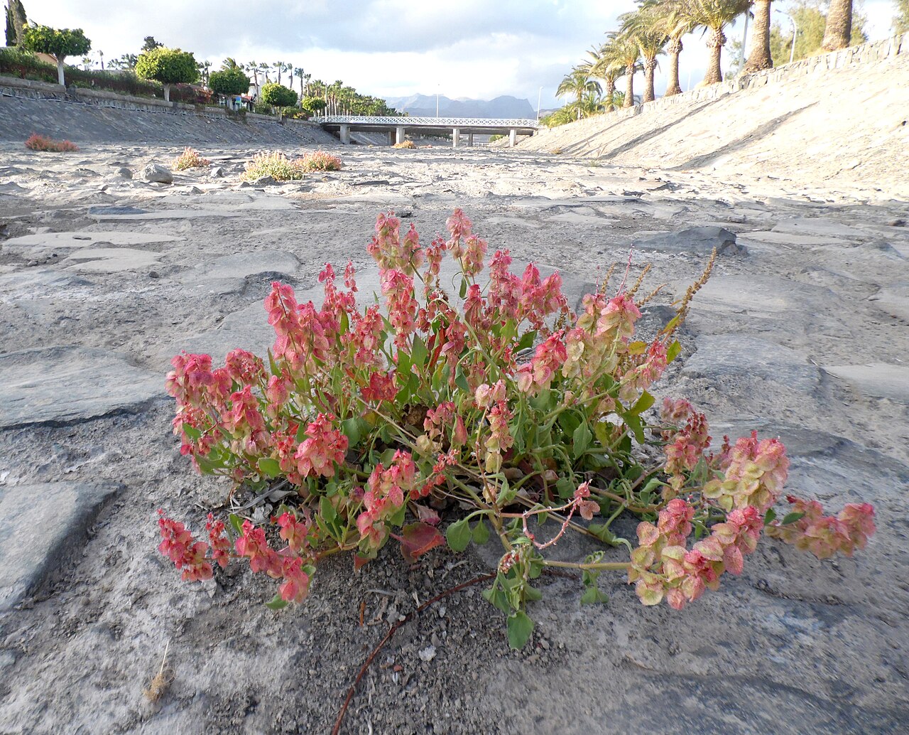 Bladder dock: Rumex vesicarius in Barranco de Maspalomas
