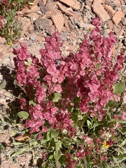 Bladder dock (Rumex vesicarius)