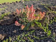 Bladder dock (Rumex vesicarius)