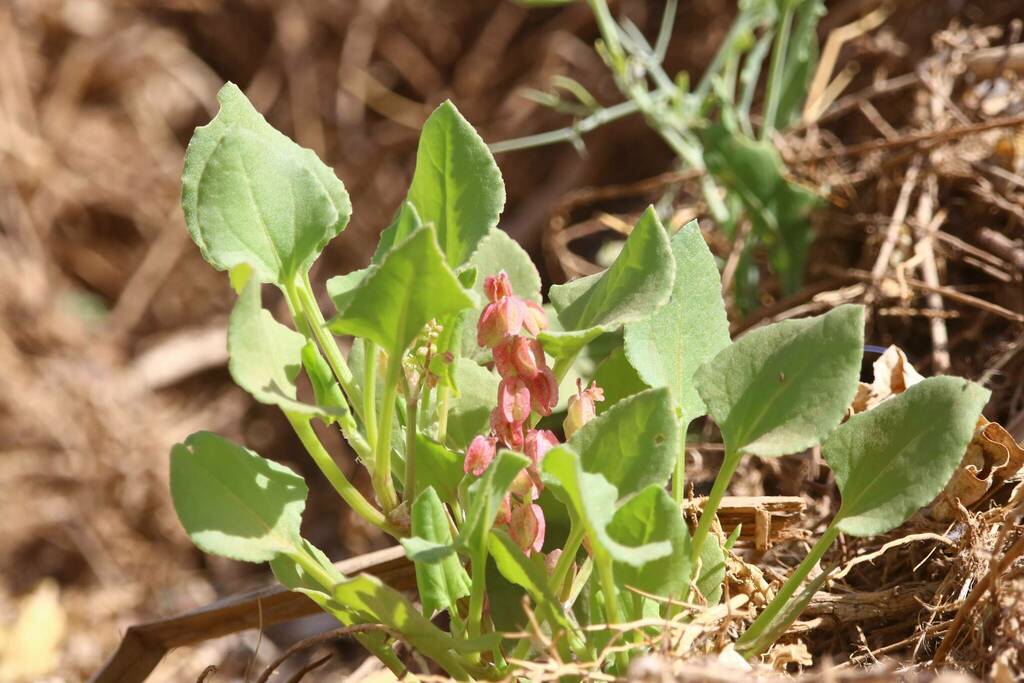Bladder dock (Rumex vesicarius)