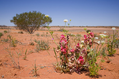 Bladder dock (Rumex vesicarius)