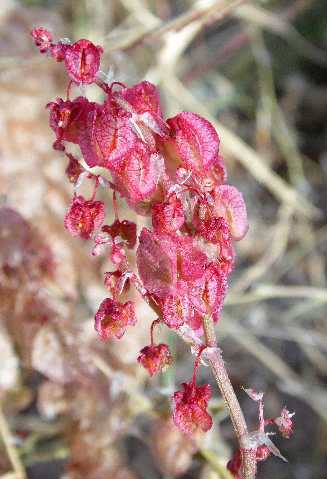 Bladder dock: Rumex vesicarius in Sunland near Maspalomas, Gran Canaria