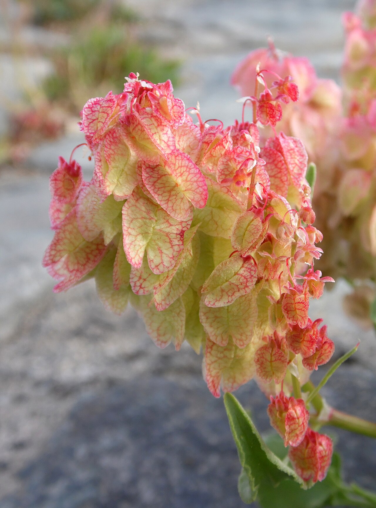 Bladder dock: Rumex vesicarius
