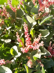Bladder dock (Rumex vesicarius)