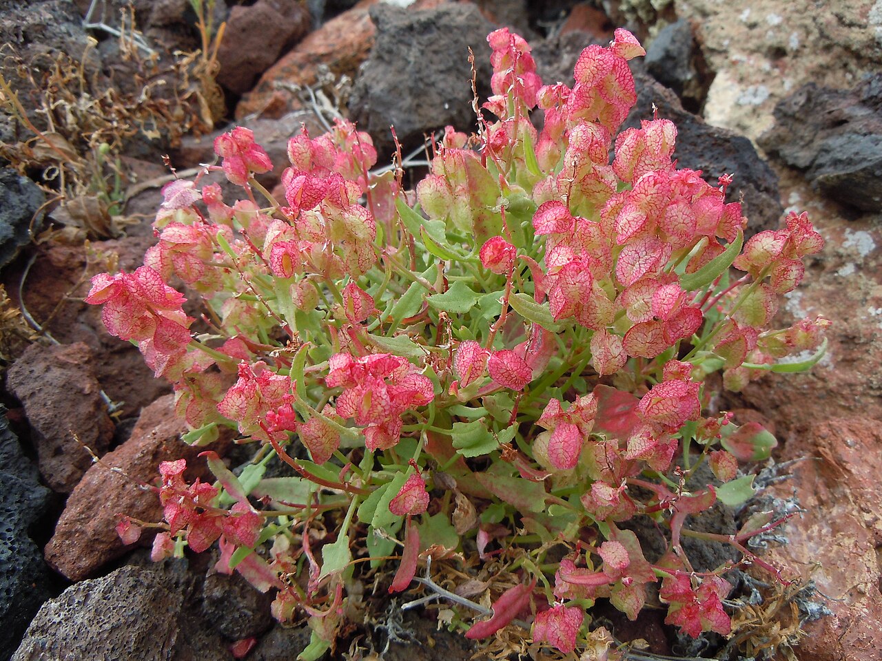 Bladder dock: Rumex vesicarius Montana Bermeja, Lanzarote