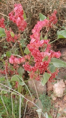Bladder dock (Rumex vesicarius)