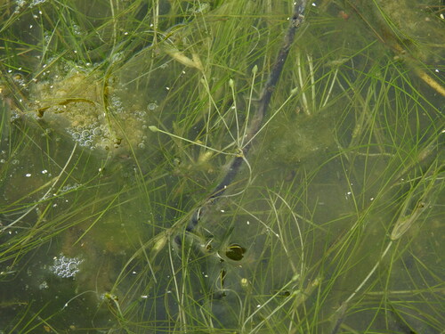 Ruppia drepanensis (Ruppia drepanensis)