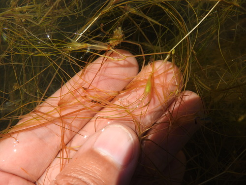 Ruppia drepanensis (Ruppia drepanensis)