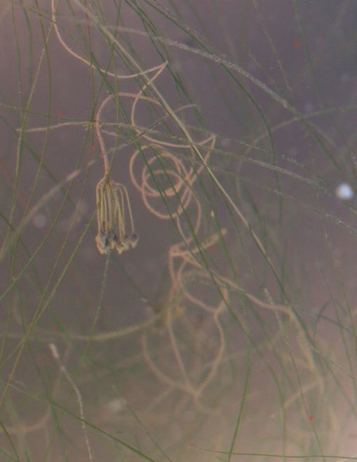 Ruppia drepanensis: Yu Ito (2012) Aquatic plant surveys in the Mediterranean. Bulletin of Water Plant Society, Japan 97: 38-42.