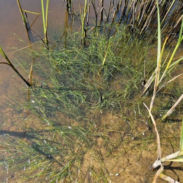 Widgeongrass (Ruppia maritima)