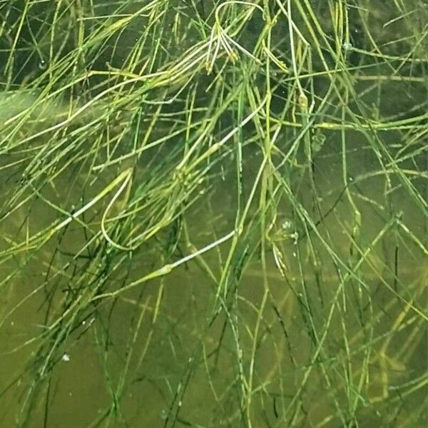 Widgeongrass (Ruppia maritima)