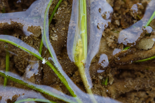 Widgeongrass (Ruppia maritima)