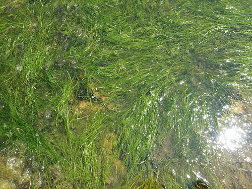 Widgeongrass: Habitus Taxonym: Ruppia maritima ss Rottensteiner: Exkursionsflora für Istrien ISBN 978-3-85328-067-6 Location: Peninsula SW Njivice, community Njivice, Krk, Co