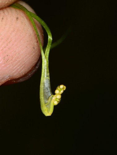 Widgeongrass (Ruppia maritima)