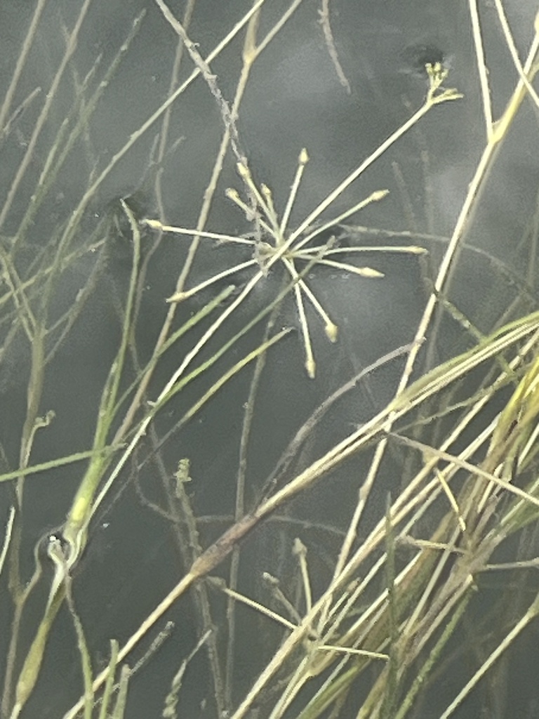 Widgeongrass (Ruppia maritima)
