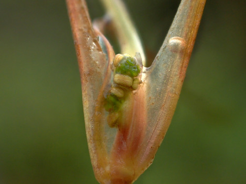Widgeongrass (Ruppia maritima)