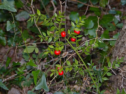 Butcher's broom: Valcrose, Aniane, Hérault, FRANCE