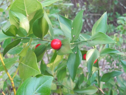Butcher's broom (Ruscus aculeatus)