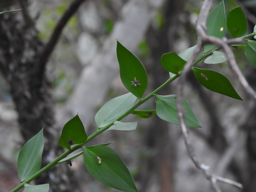 Butcher's broom (Ruscus aculeatus)