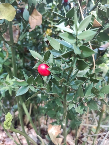Butcher's broom (Ruscus aculeatus)