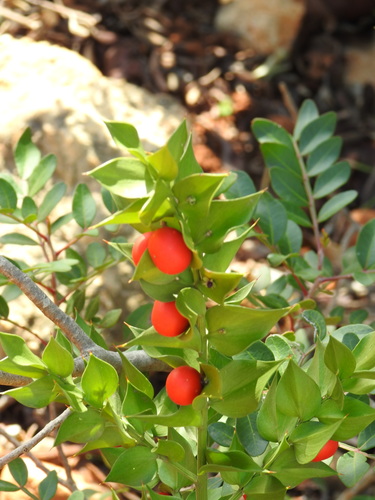 Butcher's broom (Ruscus aculeatus)