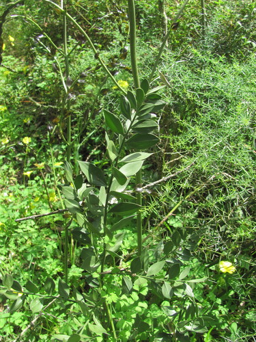 Butcher's broom (Ruscus aculeatus)